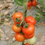 El tomate: un aliado indispensable para la salud y la cocina